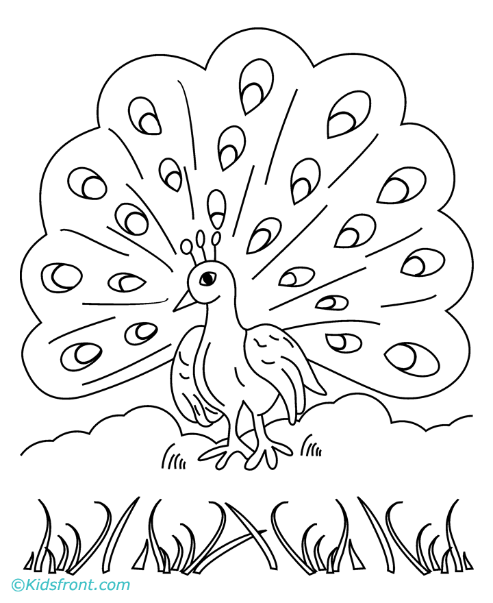 50 Peacock Coloring Sheet 51