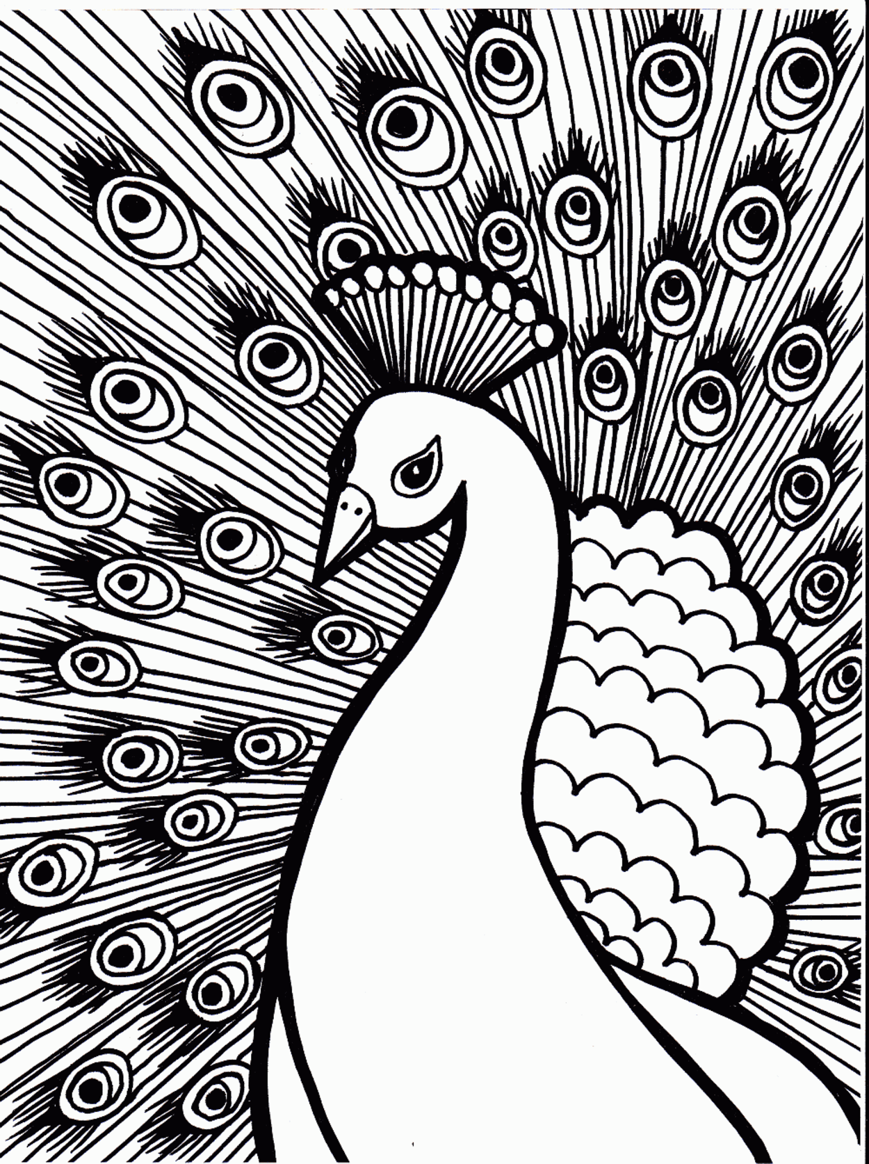 50 Peacock Coloring Sheet 52