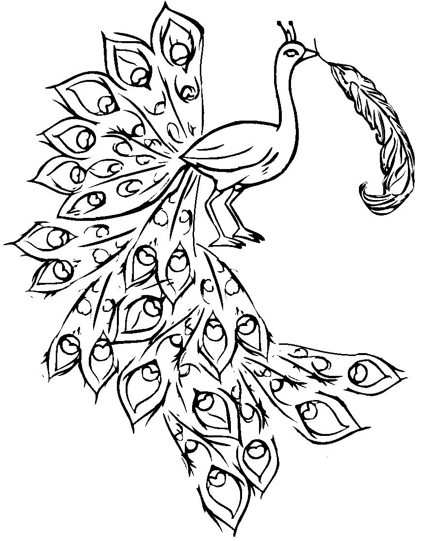 50 Peacock Coloring Sheet 54