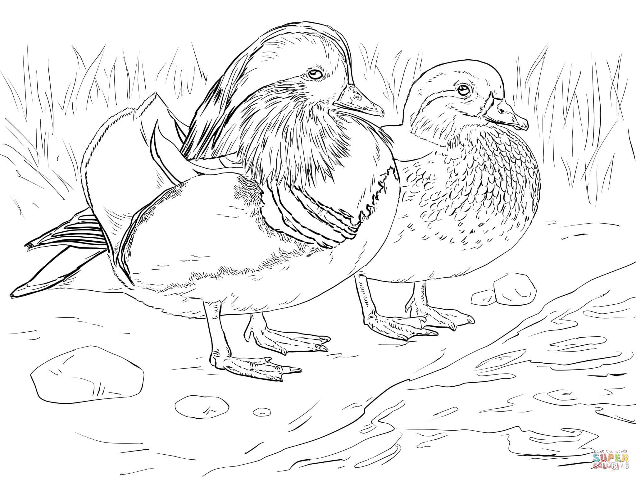 50 Printable Duck Coloring Pages 3