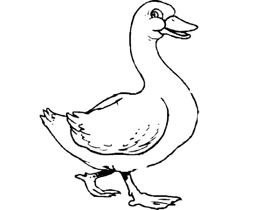 50 Printable Duck Coloring Pages 5