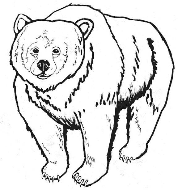 55 Bear Coloring Sheets 51