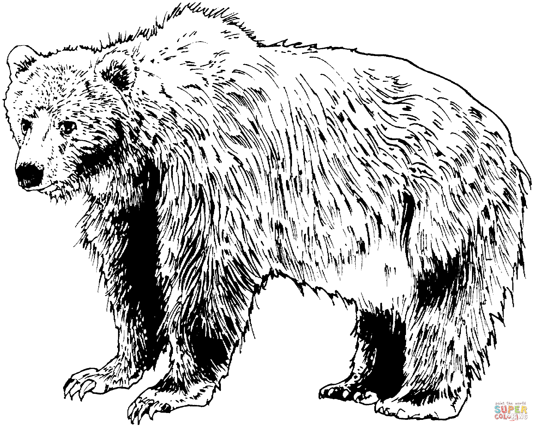 55 Bear Coloring Sheets 54