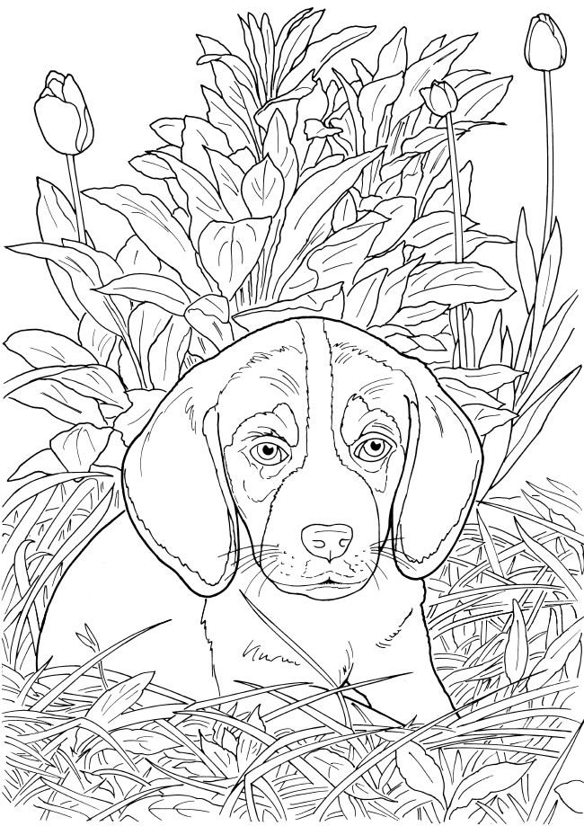 55 Dog Adult Coloring Pages 69