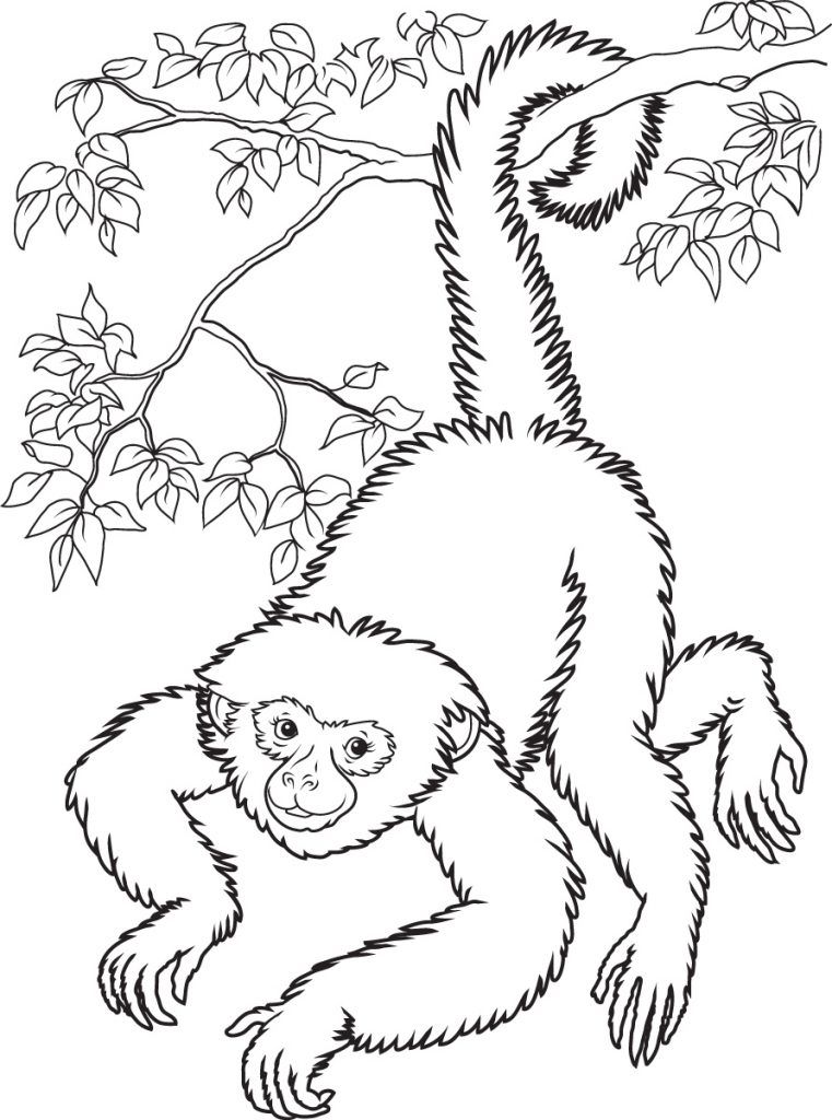 55 Monkey Coloring Pages Printable 65