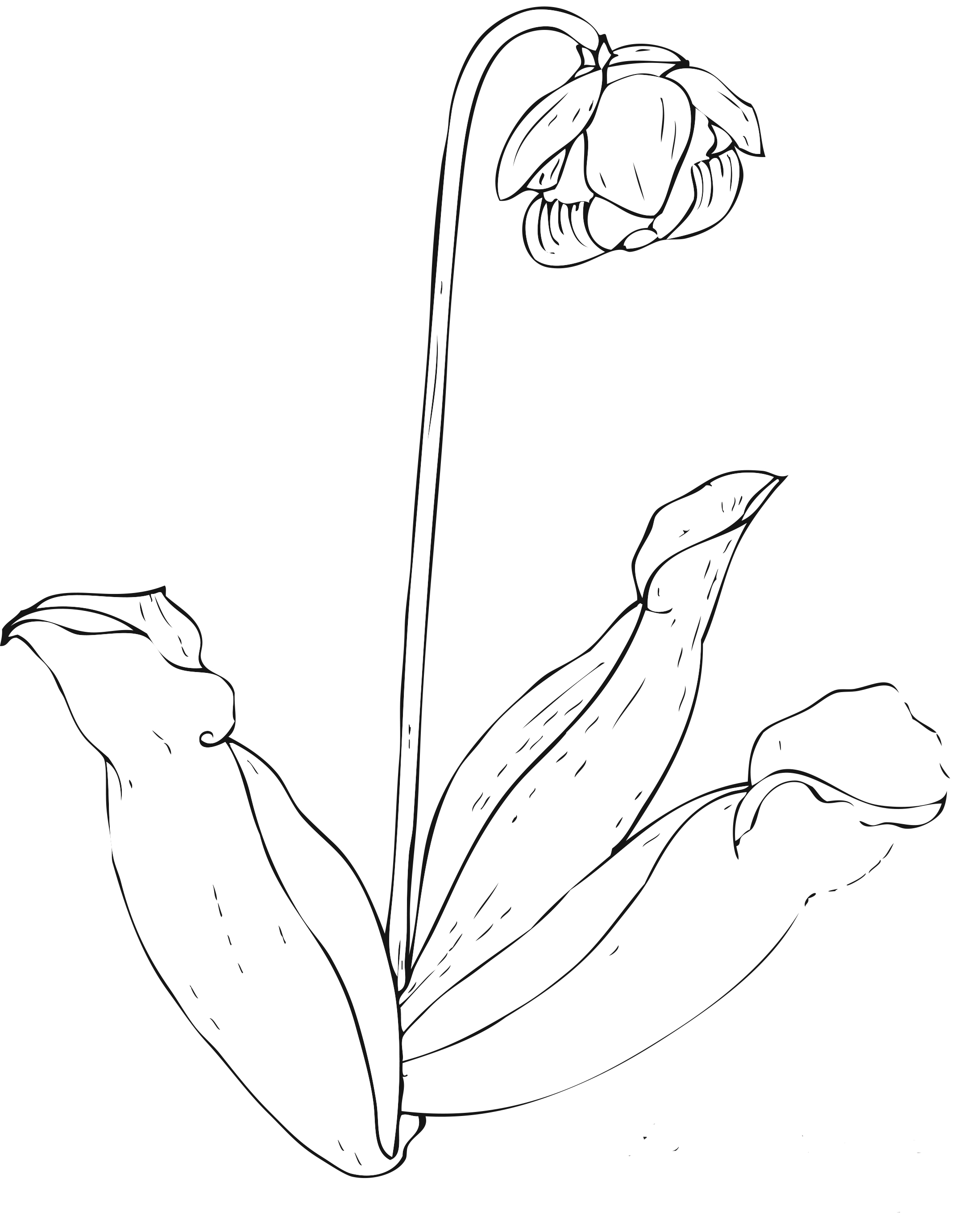 55 Printable Flowers For Coloring 14