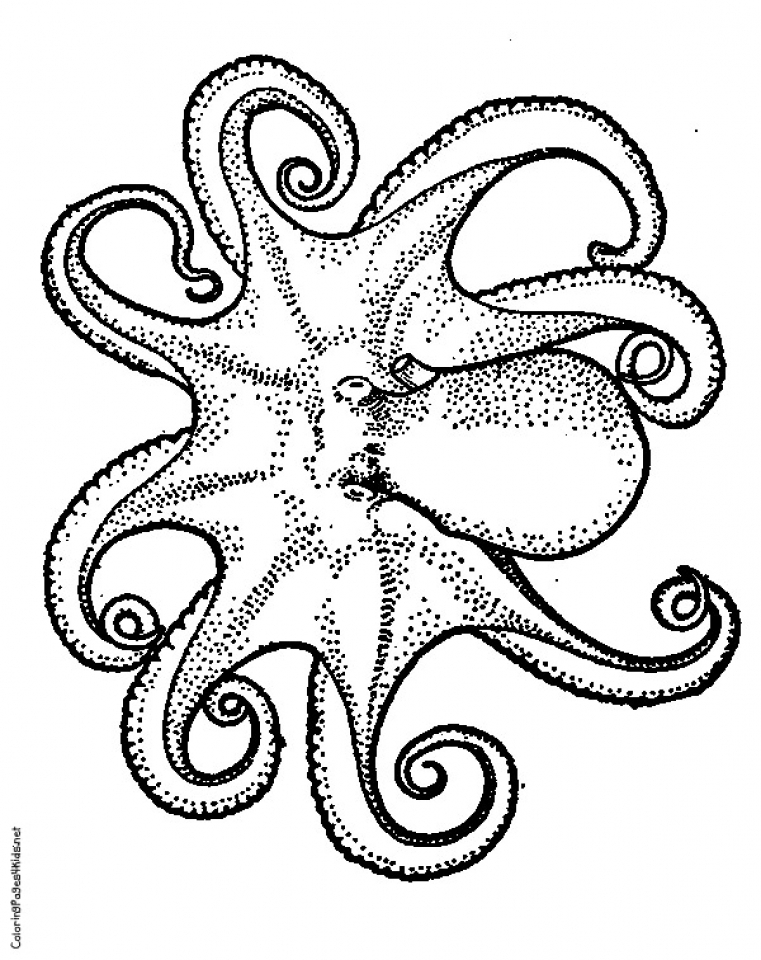 55 Printable Octopus Coloring Page 30