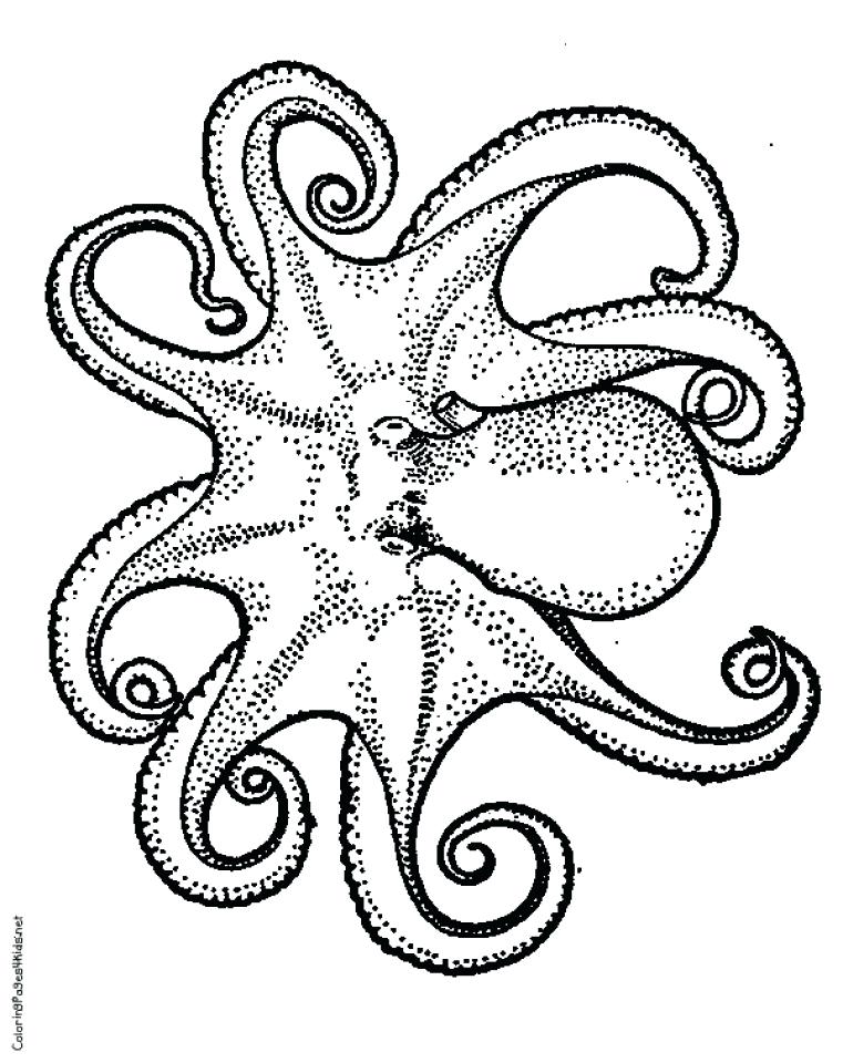 55 Printable Octopus Coloring Page 6