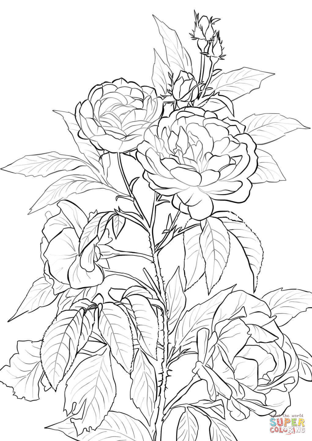 60 Coloring Pictures Roses 44