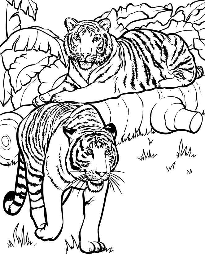 80 Coloring Pages Wildlife 28