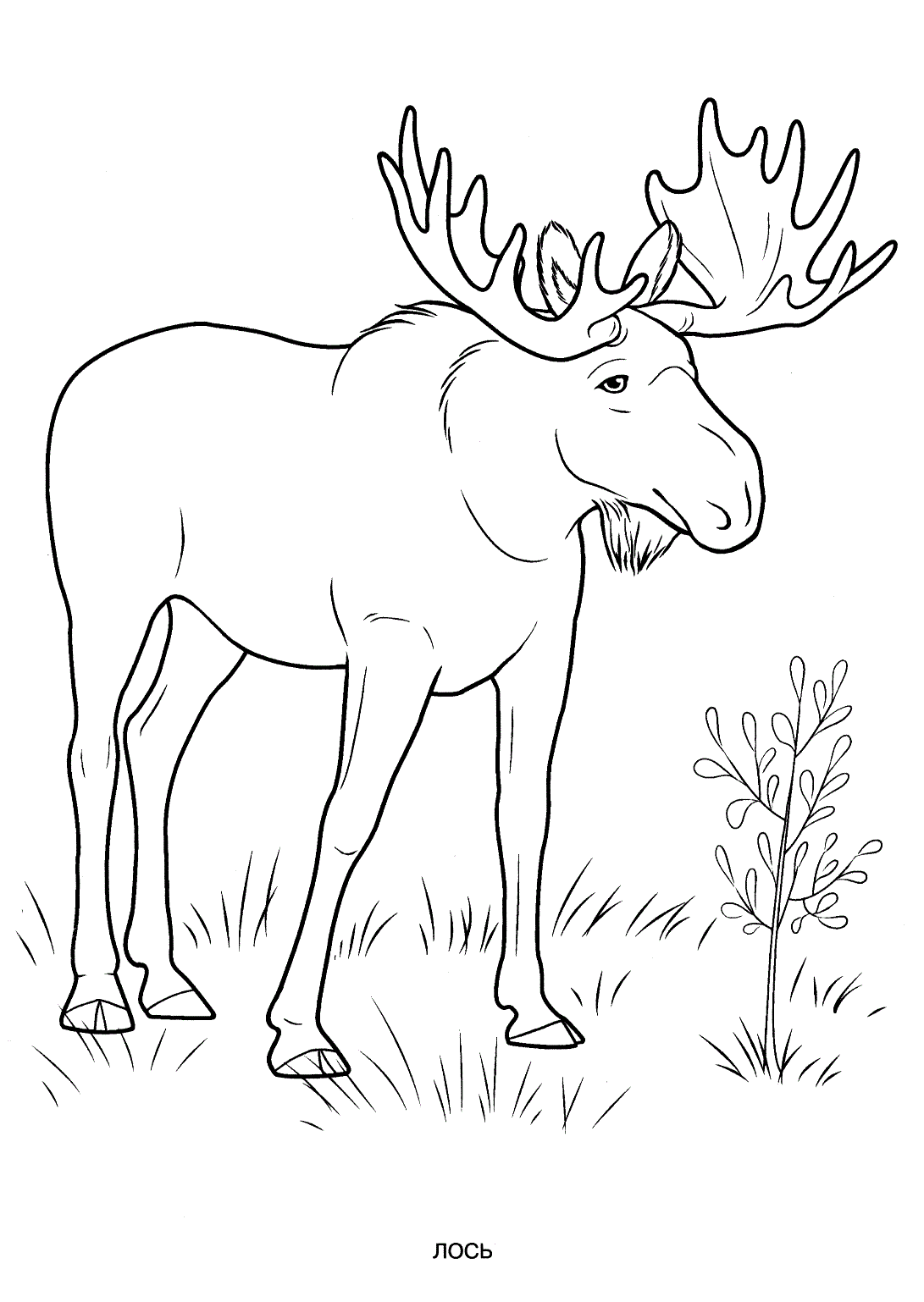 80 Coloring Pages Wildlife 29