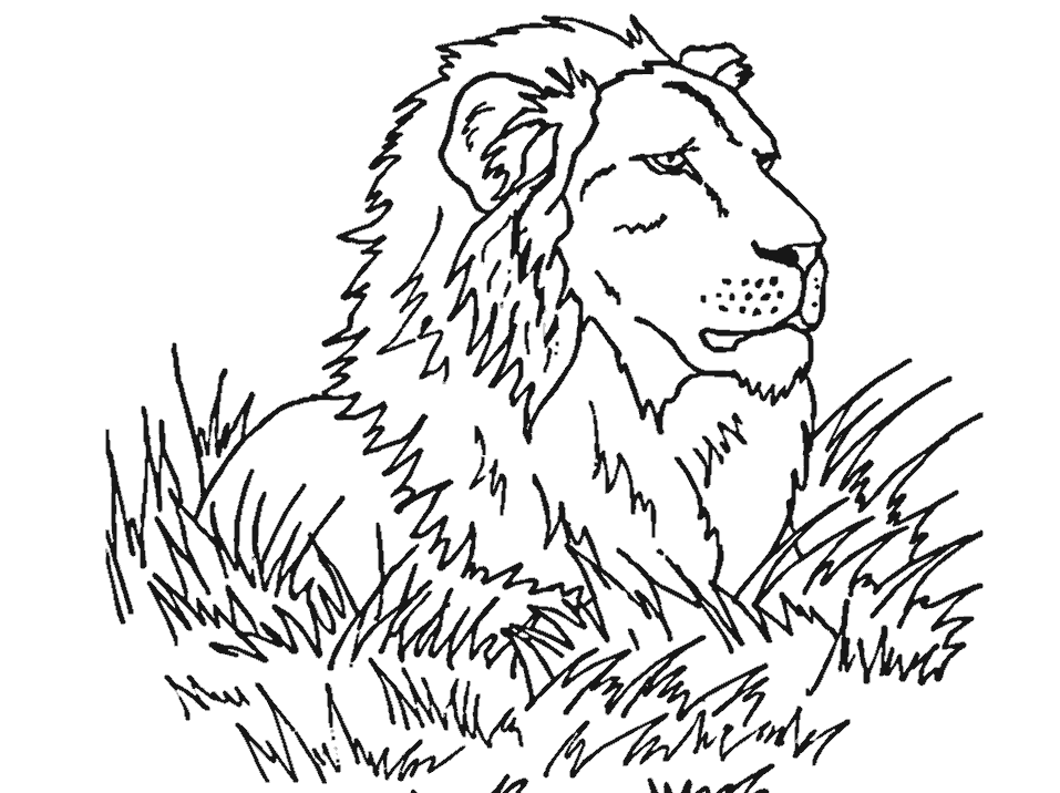 80 Coloring Pages Wildlife 34