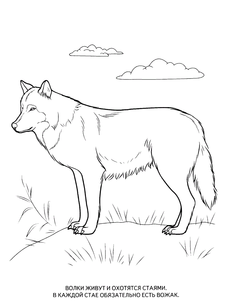 80 Coloring Pages Wildlife 35