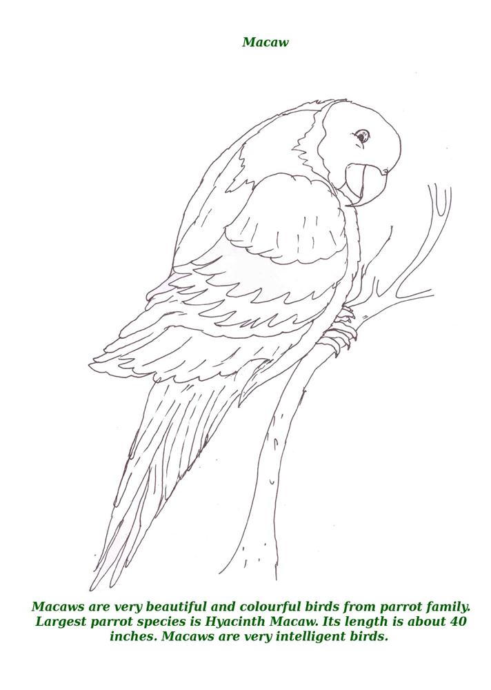 90 Printable Coloring Pages Of Birds 24