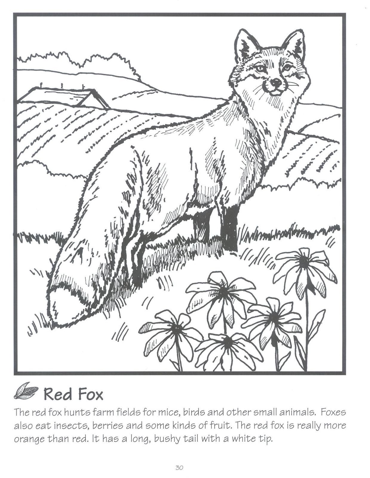 90 Printable Fox Coloring Pictures 35