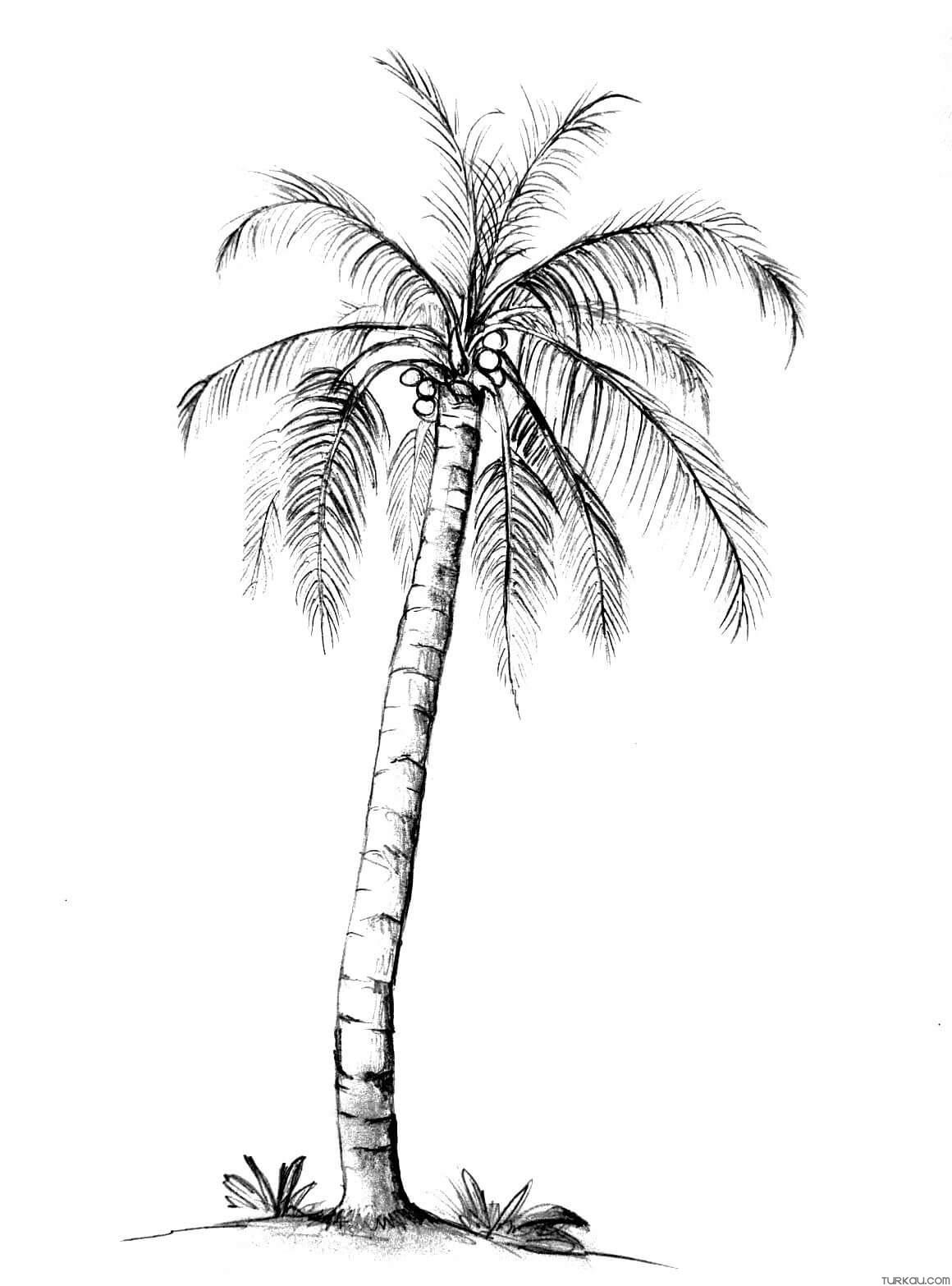 90 Printable Palm Tree Coloring Pages 60