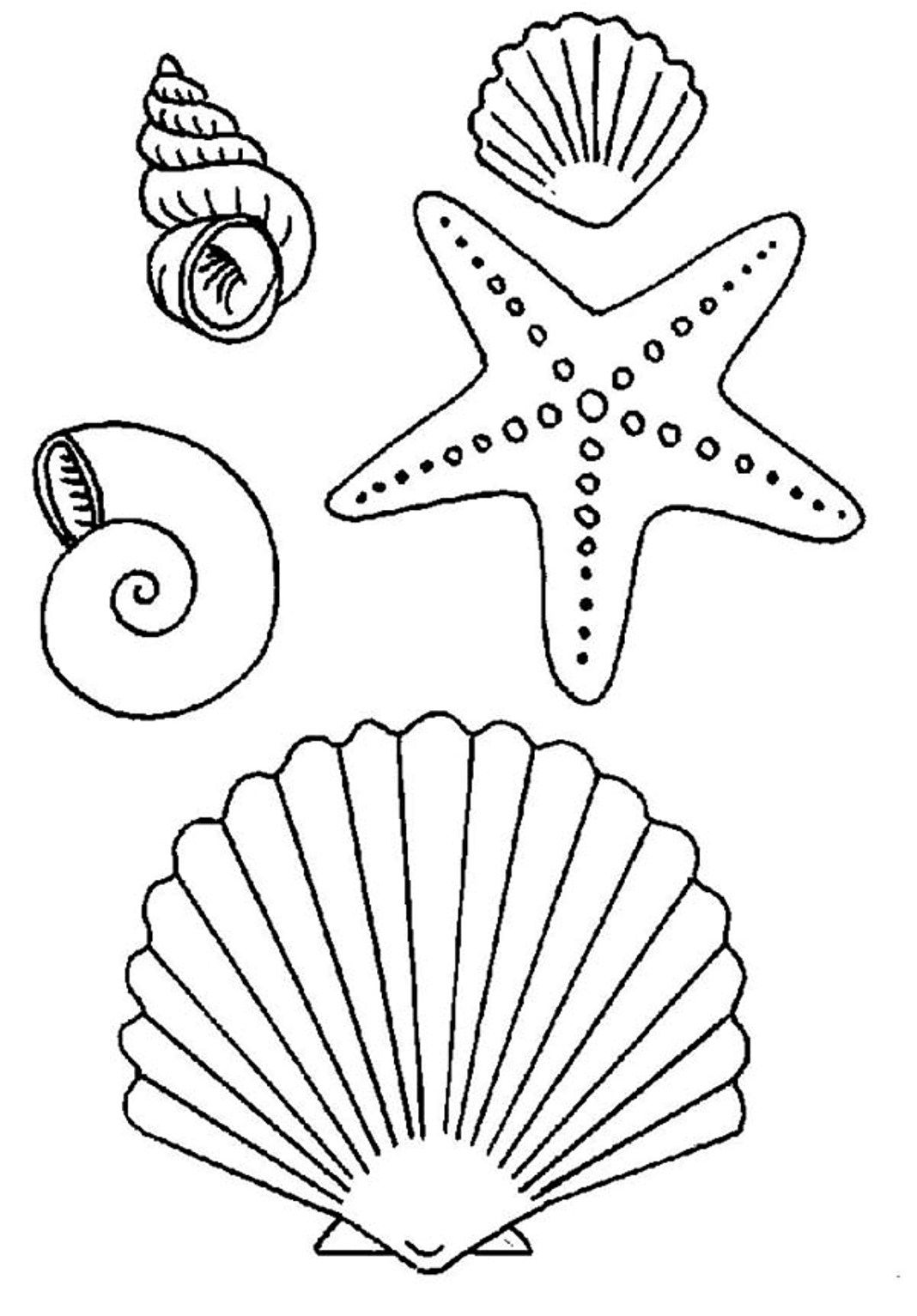 90 Printable Seashell Coloring Pages 13