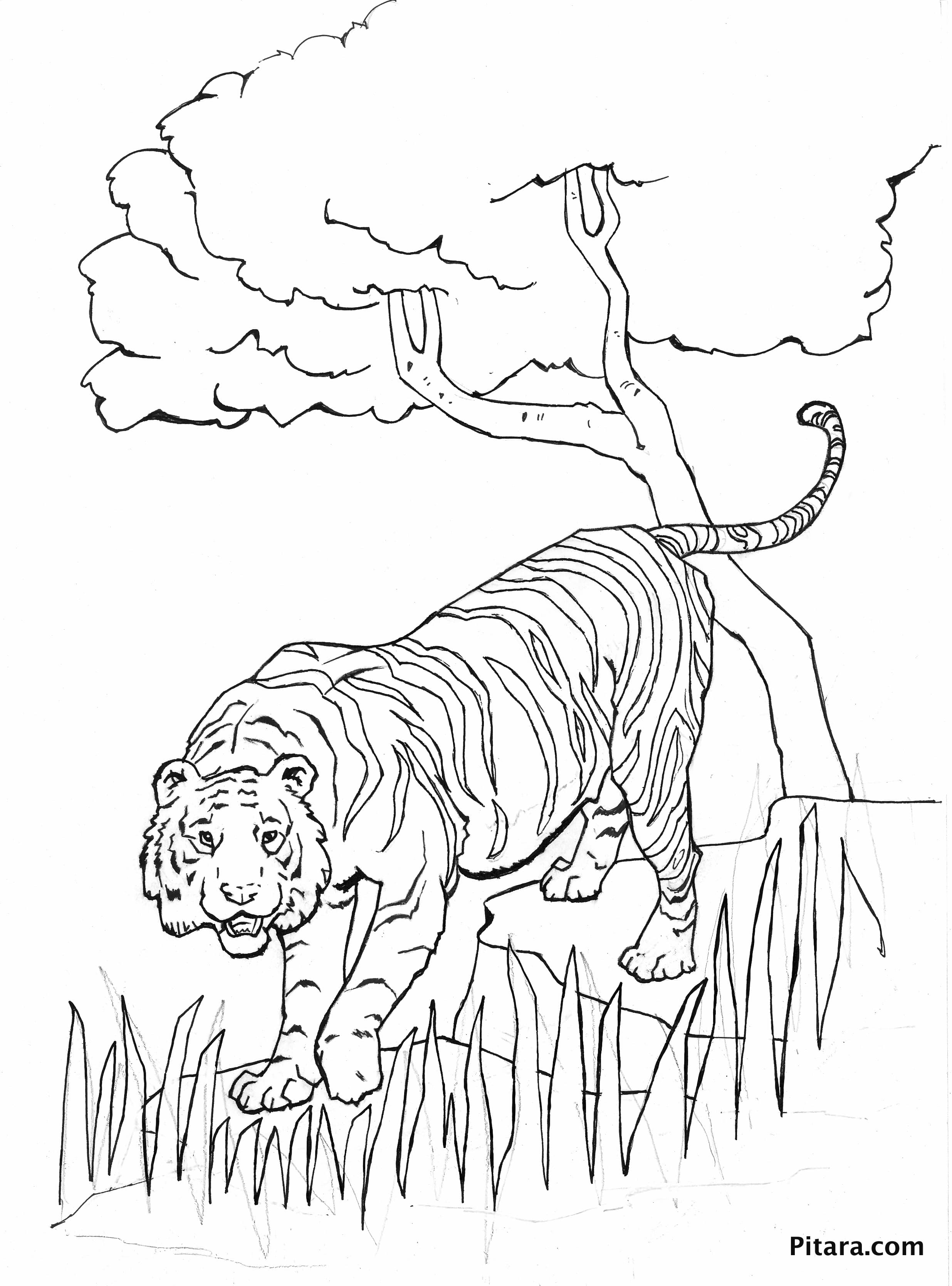 60 Printable Animal Free Coloring Pages 20