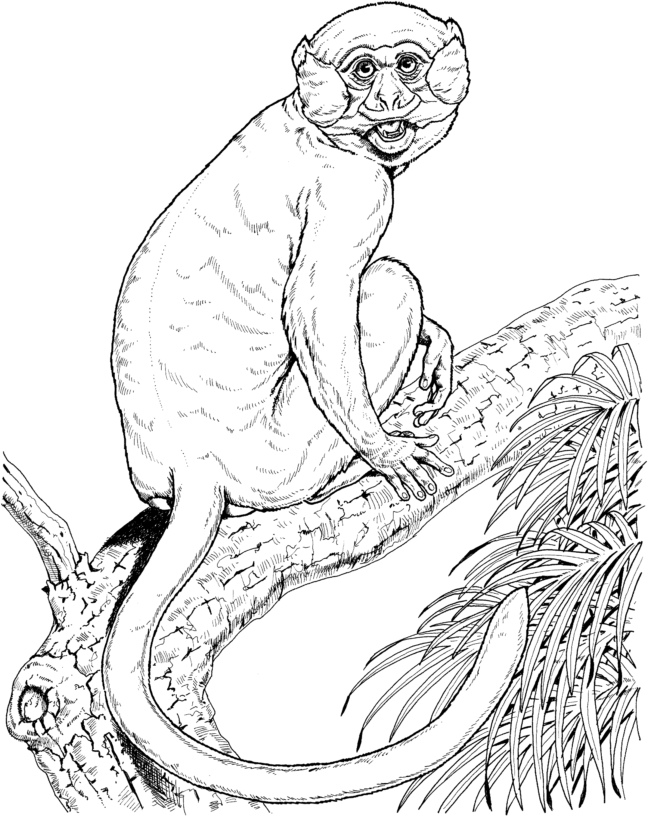 Get 85 Coloring Pages Of Monkeys Ideas 44